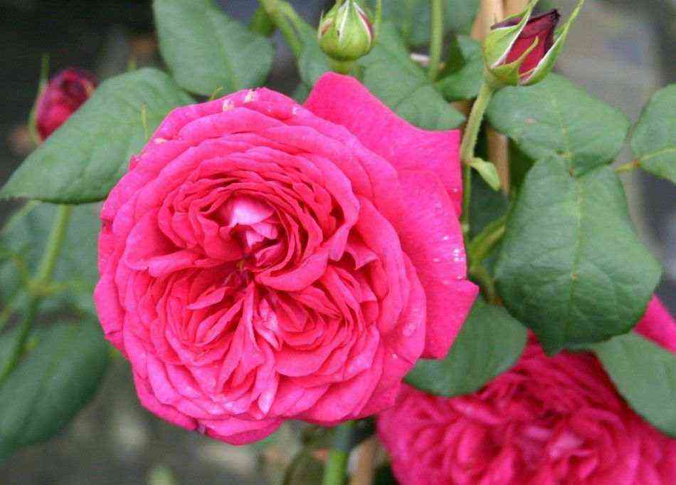 iogan_fol_fgang_von_goet.jpg Иоган Вольфганг фон Гете (Johann Wolfgang von Goethe Rose)