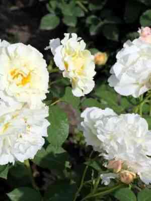 iren-fren-irene-frain_optimized.jpg Ирэн Фрэн (Irene Frain)