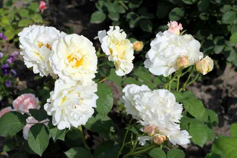 iren-fren-irene-frain_optimized.jpg Ирэн Фрэн (Irene Frain)