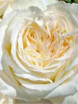 irina_optimized.jpg Ирина (Irina)