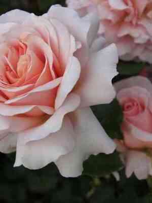 ist-park-east-park_optimized.jpg Ист Парк (East Park)