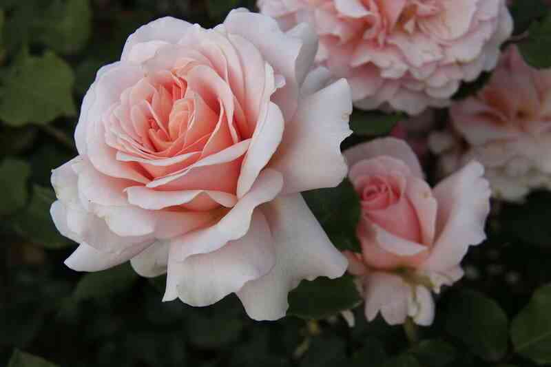 ist-park-east-park_optimized.jpg Ист Парк (East Park)