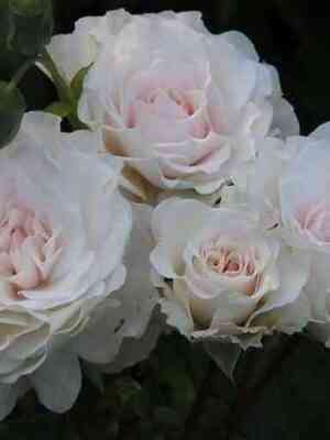 Грейт Норс Истен Роуз (Great North Eastern Rose)