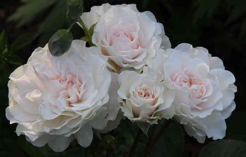 isten-rouz.jpg Грейт Норс Истен Роуз (Great North Eastern Rose)