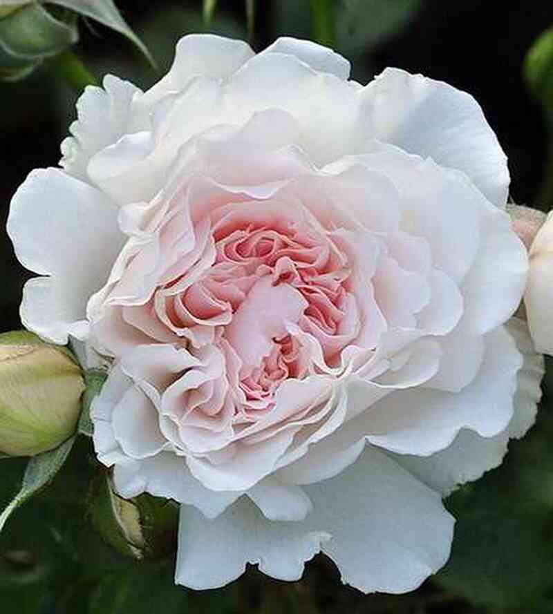 isten-rouz1.jpg Грейт Норс Истен Роуз (Great North Eastern Rose)
