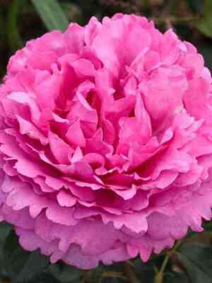 iv-p_yazhe_optimized.jpg Ив Пьяже (Yves Piaget)