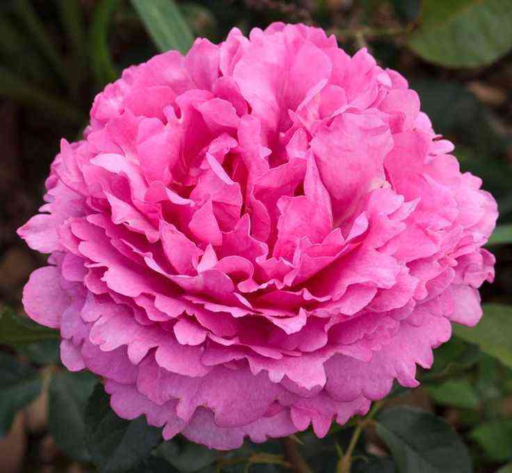 iv-p_yazhe_optimized.jpg Ив Пьяже (Yves Piaget)