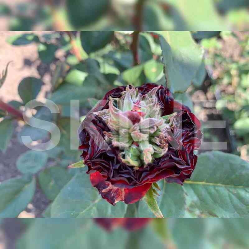 Иванхое (Ivanhoe)