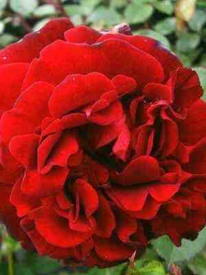 izabel_renessans.jpg Изабель Ренессанс (Isabelle Renaissance)