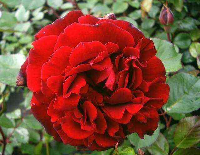 Изабель Ренессанс (Isabelle Renaissance)