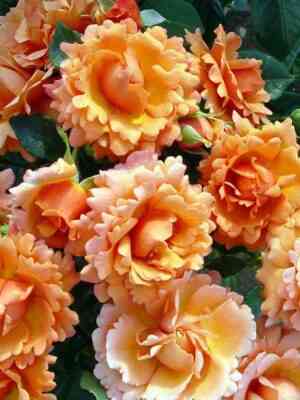 Изи Даз Ит (Easy Does It)