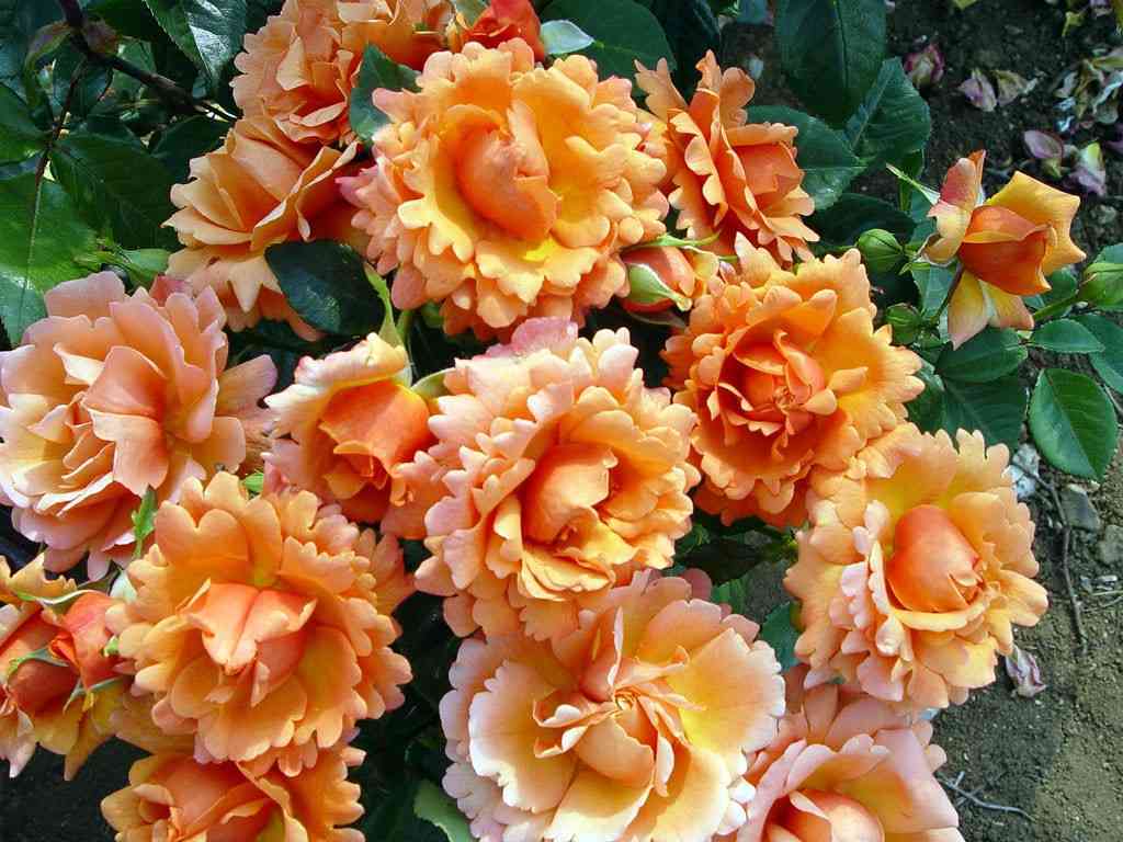 Изи Даз Ит (Easy Does It)