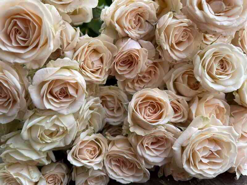 jana.jpg Яна (Jana)