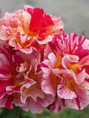 Эдгар Дега (Edgar Degas)