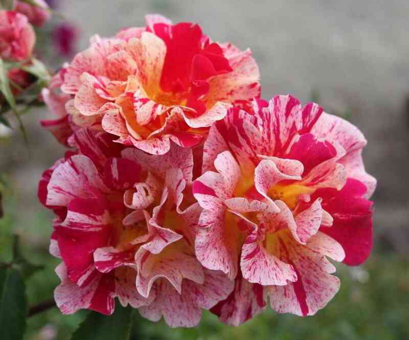 jedgar-dega.jpg Эдгар Дега (Edgar Degas)