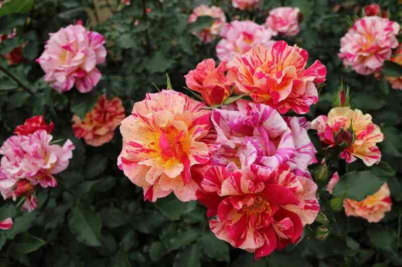 jedgar-dega1.jpg Эдгар Дега (Edgar Degas)