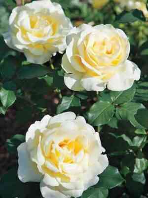 jelina.jpg Элина (Elina)