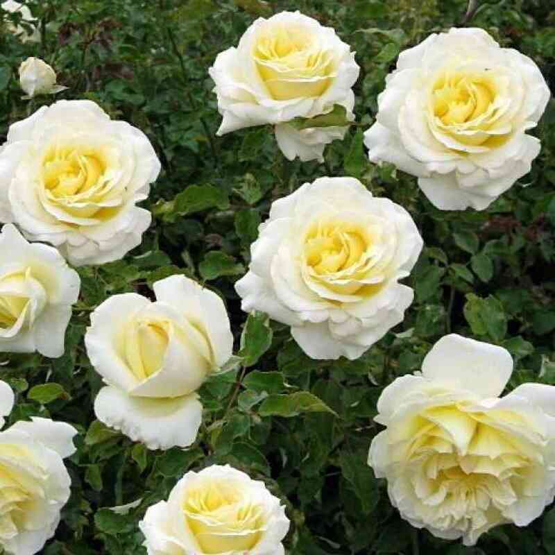 jelina1.jpg Элина (Elina)