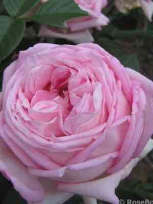 jemejzing-grejs.jpg Эмейзинг Грейс (Amazing Grace)