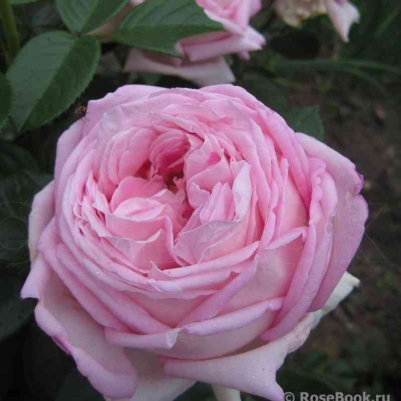 jemejzing-grejs.jpg Эмейзинг Грейс (Amazing Grace)