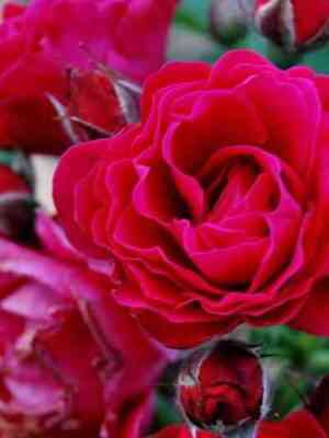 Эмили Карр (Emily Carr)