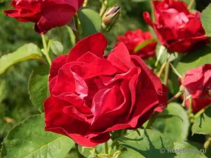 jemili-karr1.jpg Эмили Карр (Emily Carr)