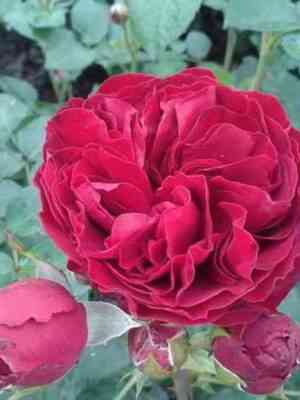 Эротик Рококо (Erotic Rokoko)