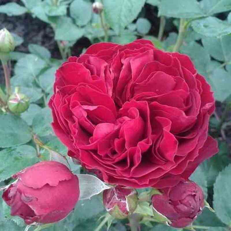 Эротик Рококо (Erotic Rokoko)