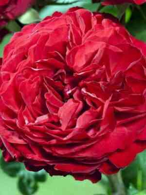 Юбилей Лаперье 150 Лет (Jubile Laperriere 150 Ans)