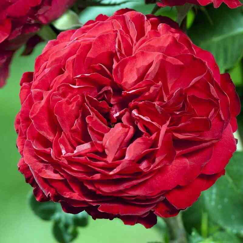 jubilej-lapere.jpg Юбилей Лаперье 150 Лет (Jubile Laperriere 150 Ans)