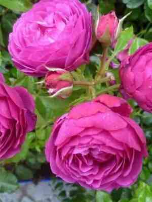 Юфемия (Eufemia)