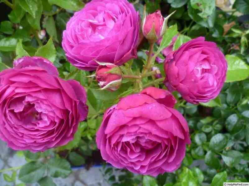 Юфемия (Eufemia)