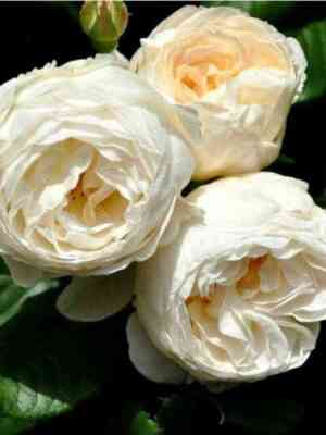 jutersein-klosterrouz.jpg Ютерзенер Клостеррозе (Uetersener Klosterrose)