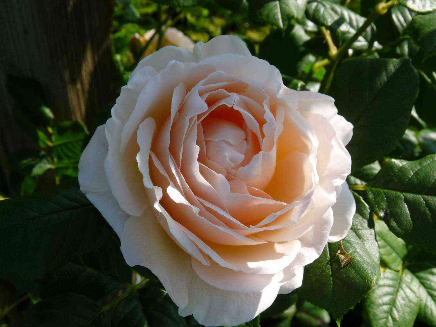 jutersein-klosterrouz1.jpg Ютерзенер Клостеррозе (Uetersener Klosterrose)