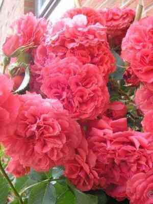 Ютерсен Розенкёнигин (Uetersens Rosenkonigin)