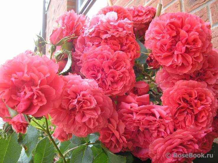 jutersen-rozenkjonigin.jpg Ютерсен Розенкёнигин (Uetersens Rosenkonigin)