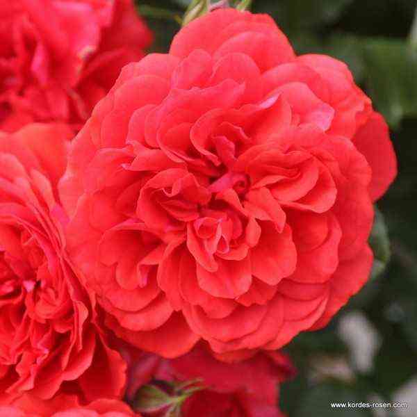 jutersen-rozenkjonigin1.jpg Ютерсен Розенкёнигин (Uetersens Rosenkonigin)