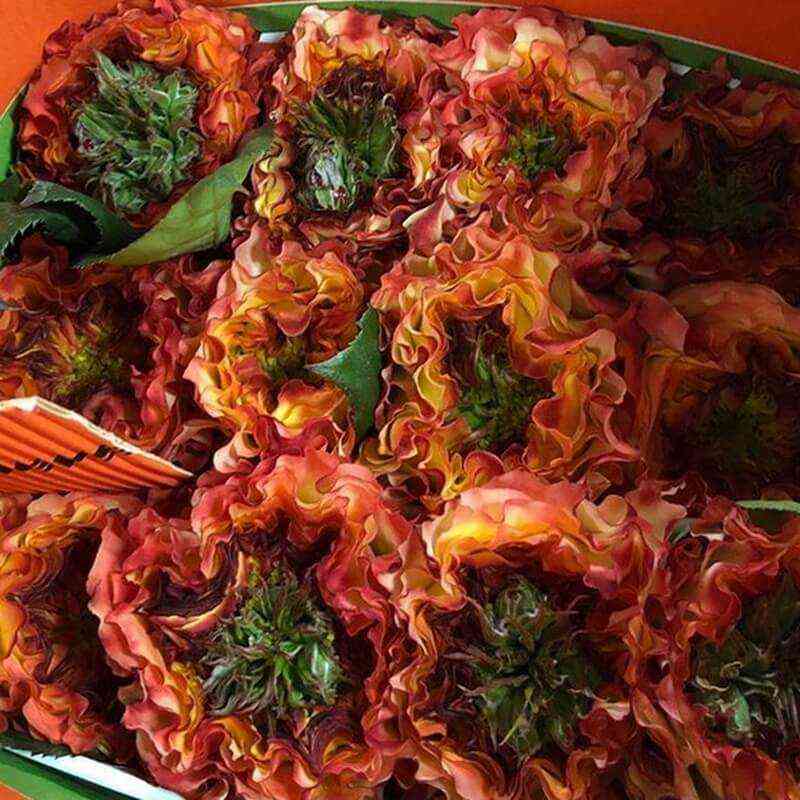 kabanna.jpg Кабана (Kabanna)