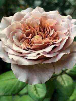 Кофе Латте (Cafe Latte)