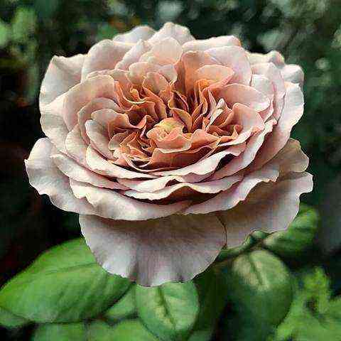 kafe-latte.jpeg Кофе Латте (Cafe Latte)