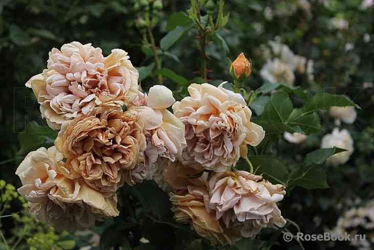 kafe.jpg Кафе (Cafe)