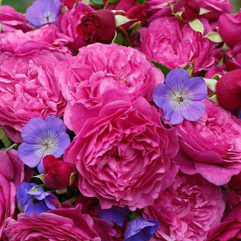 kaffe-fasset.jpg Каффи Фассетт (Kaffe Fassett)