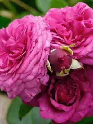 Каффи Фассетт (Kaffe Fassett)