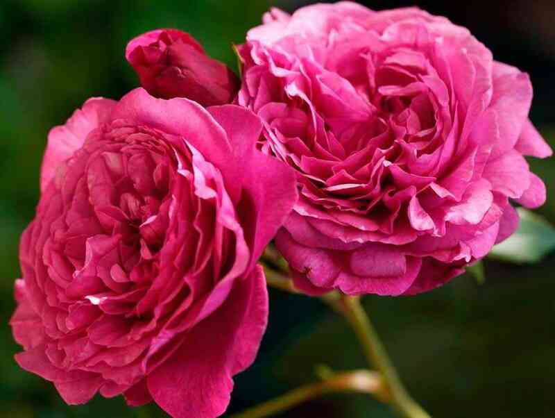 kaffe-fasset2.jpg Каффи Фассетт (Kaffe Fassett)