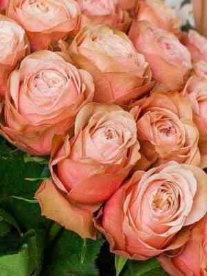 kahala_kahala_optimized.jpg Кахала (Kahala)