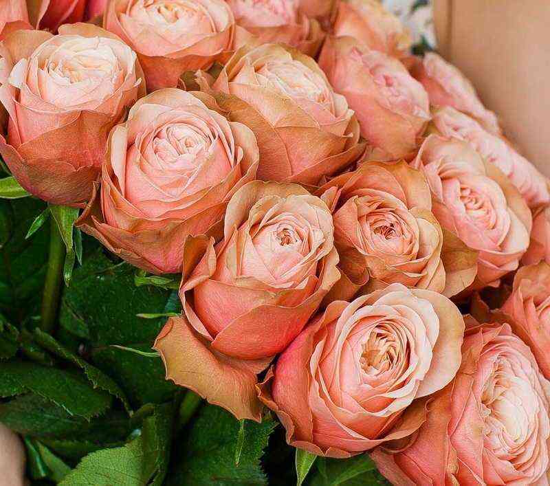 Кахала (Kahala)