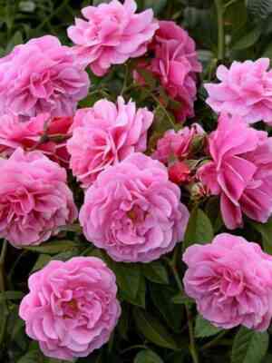 Камелот (Camelot)