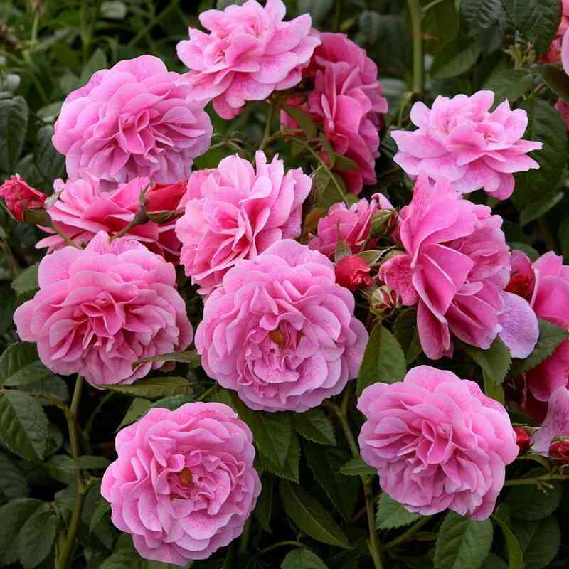 Камелот (Camelot)