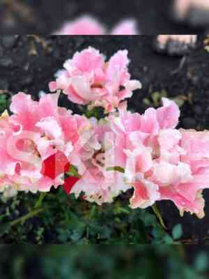 Каната (Kanata)