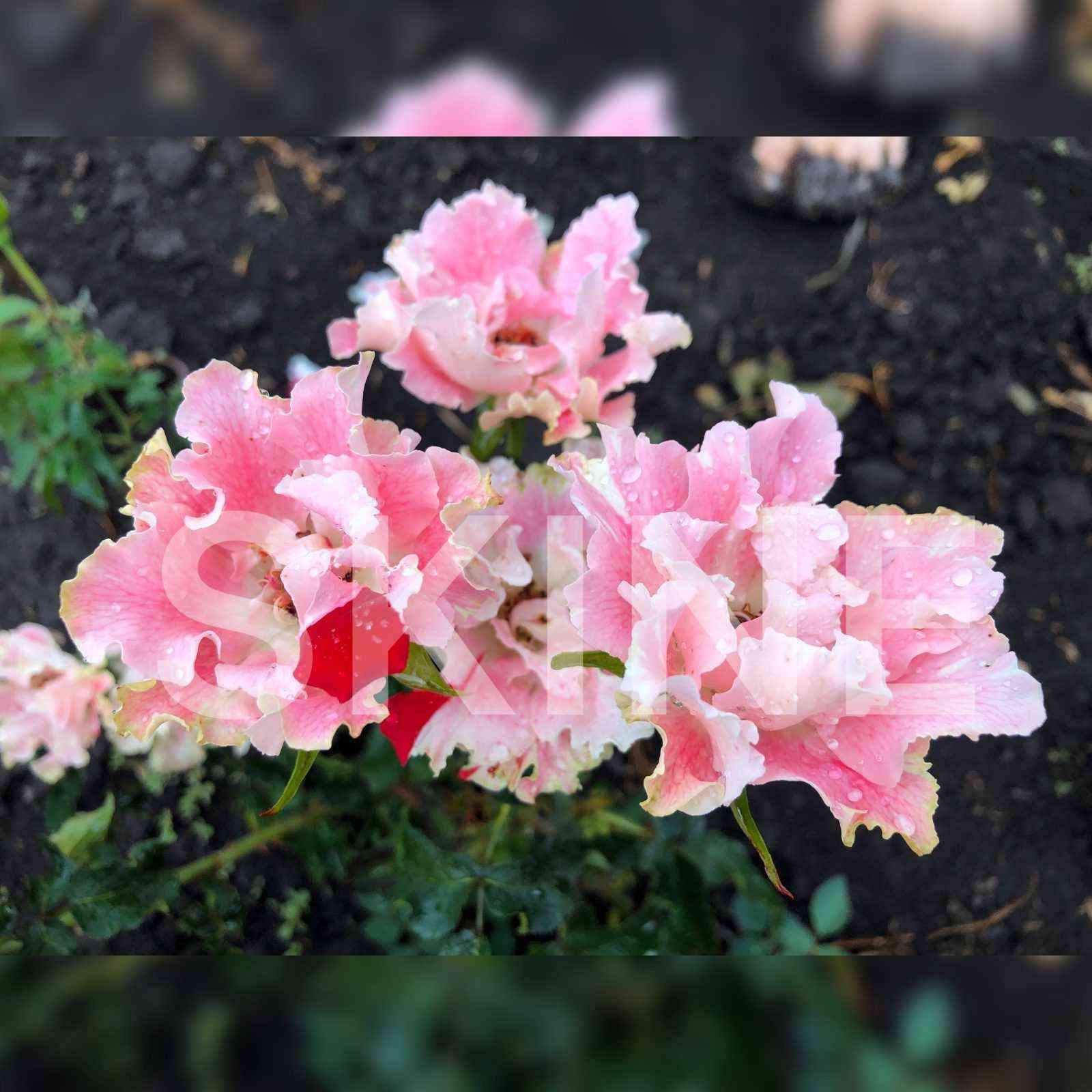 Каната (Kanata)